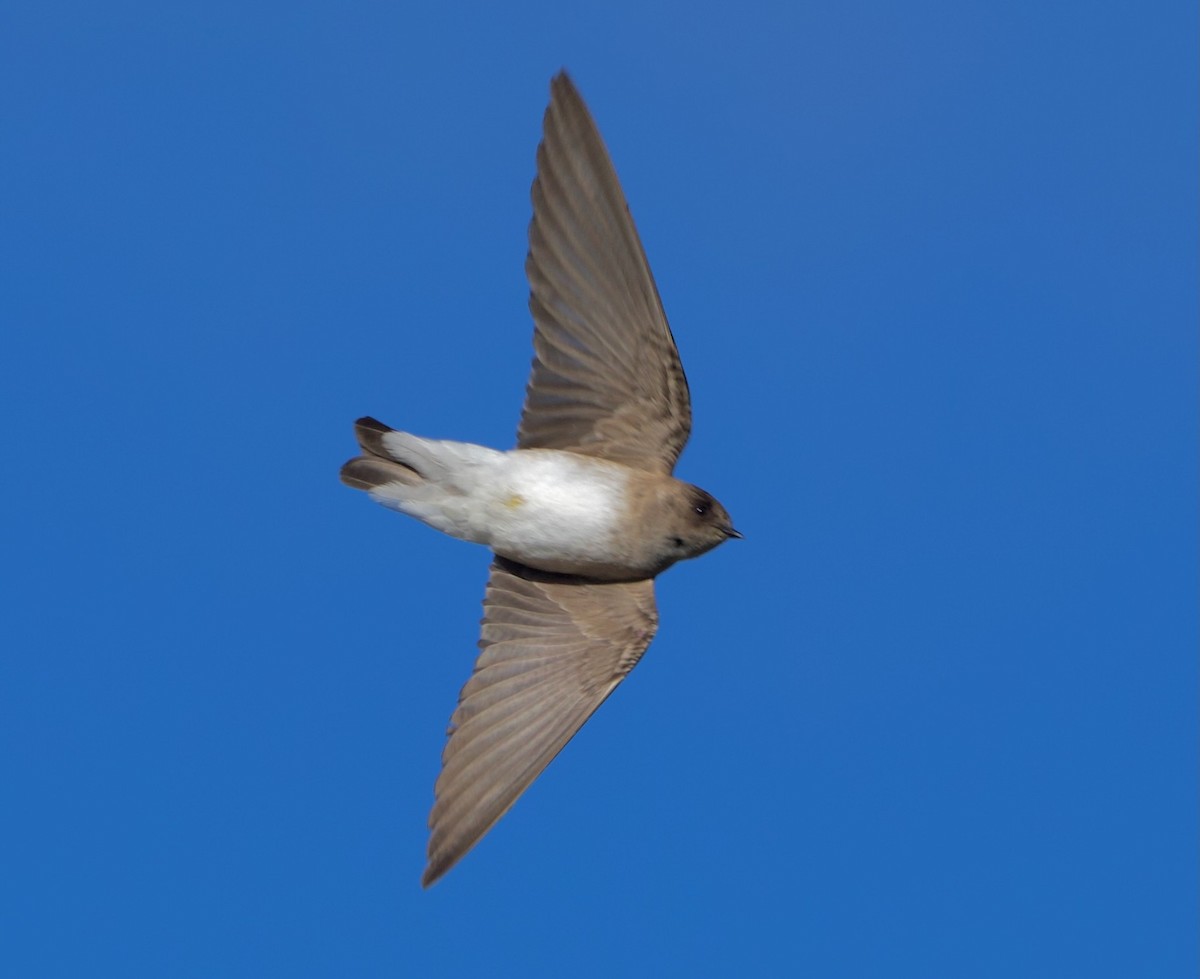 Northern Rough-winged Swallow - ML616752753