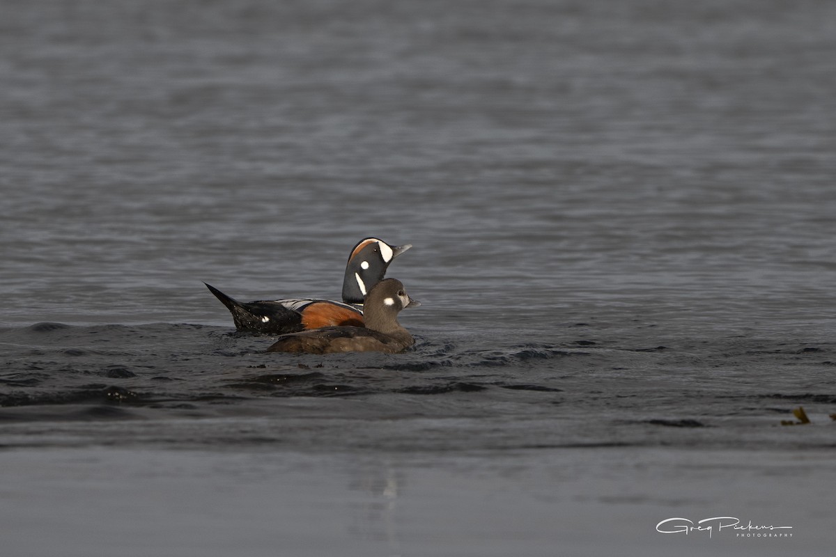 Pato Arlequín - ML616752754