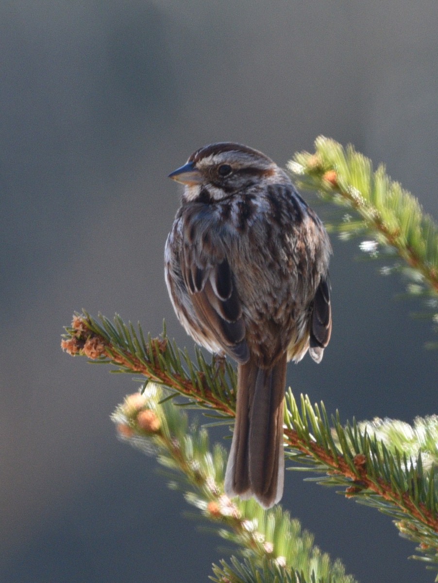 Song Sparrow - Wendy Hill