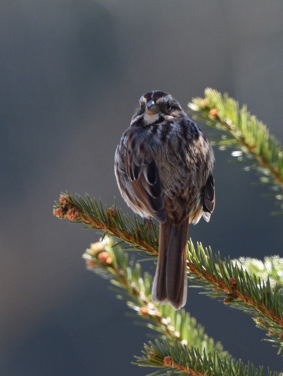 Song Sparrow - ML616752759