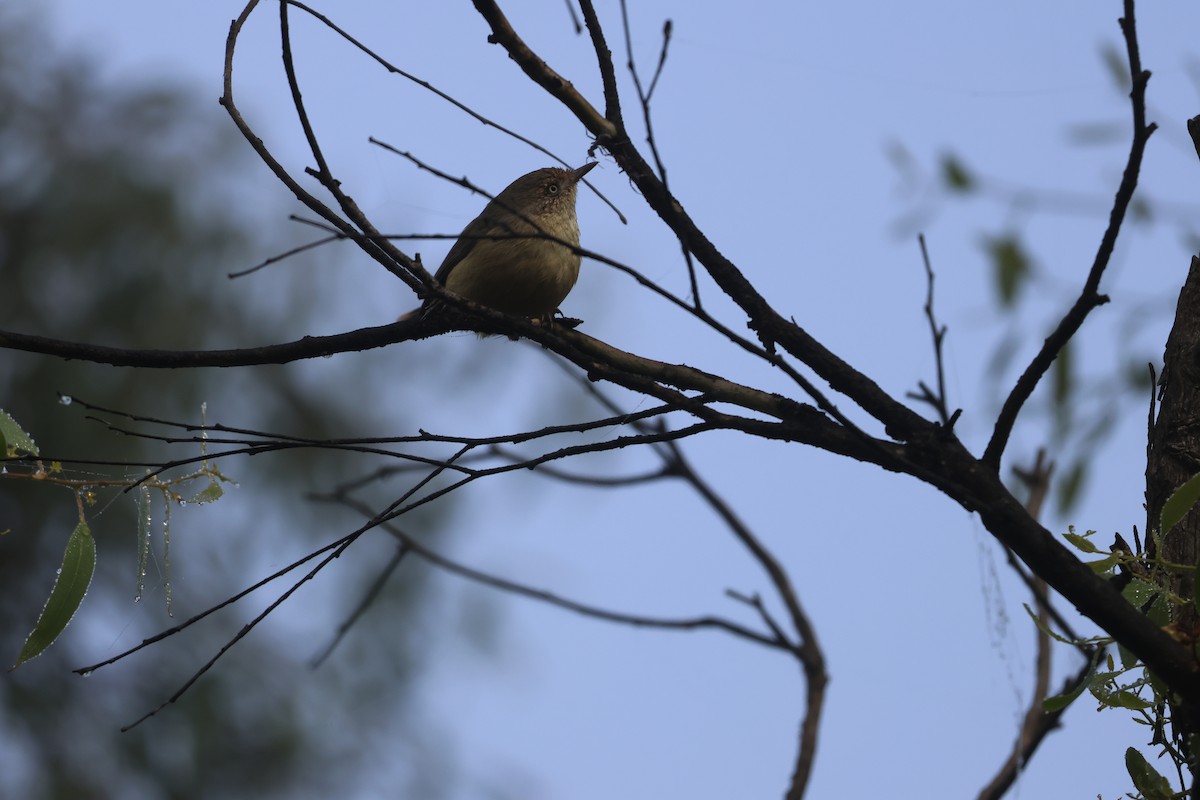 Buff-rumped Thornbill - ML616752761