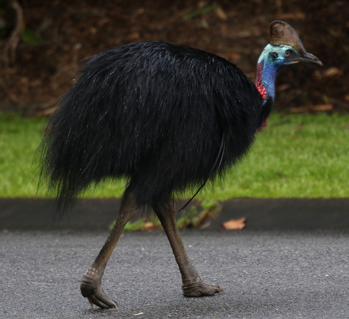 Southern Cassowary - Jeff Larson