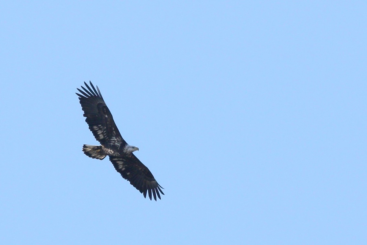 Bald Eagle - Samrudh Nandagopal