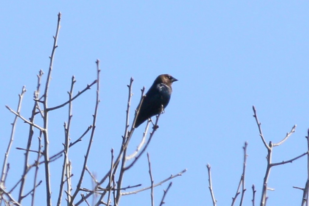 Brown-headed Cowbird - ML616752781