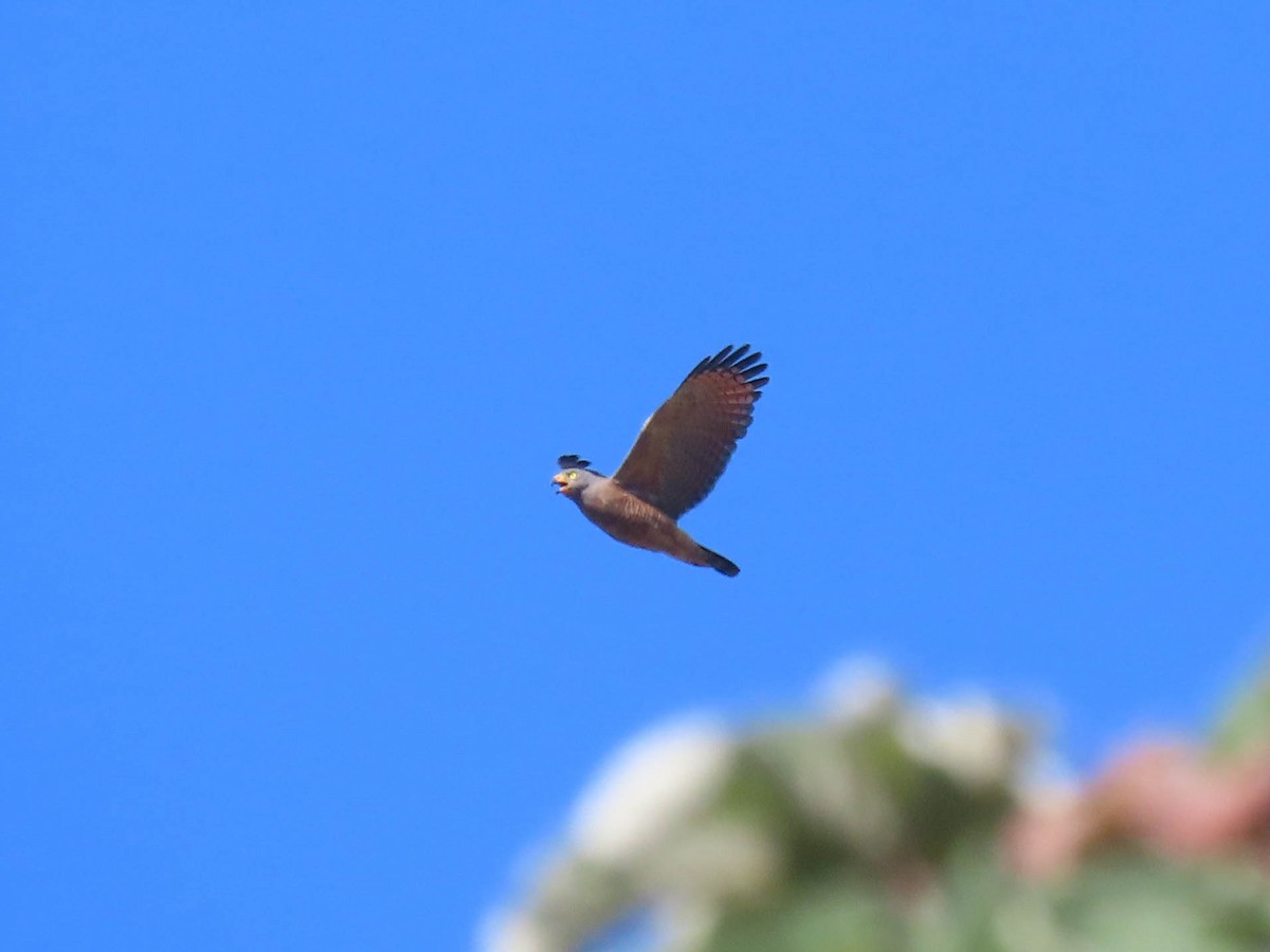 Roadside Hawk - Alina Martin