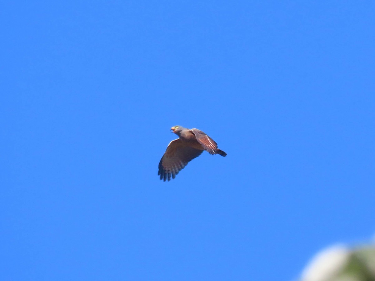 Roadside Hawk - ML616752833