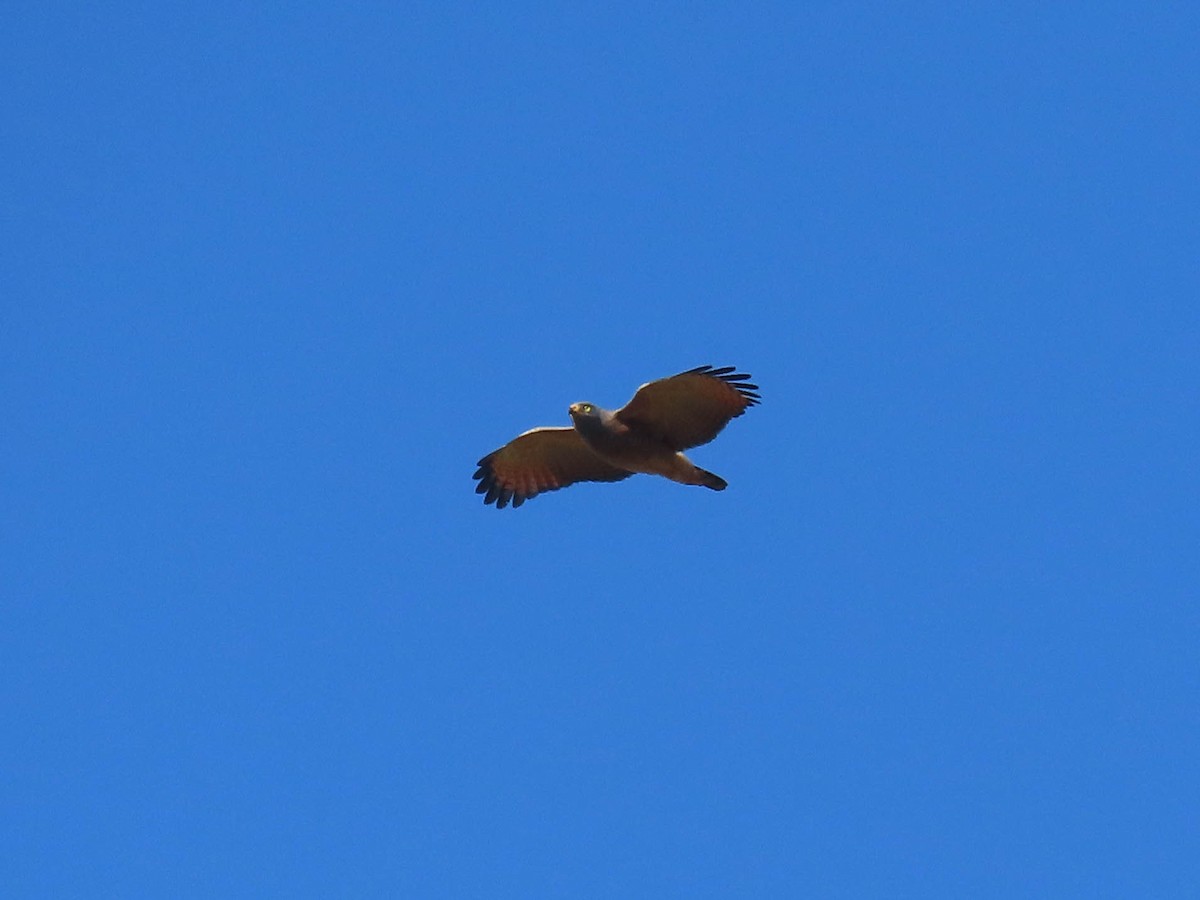 Roadside Hawk - ML616752835