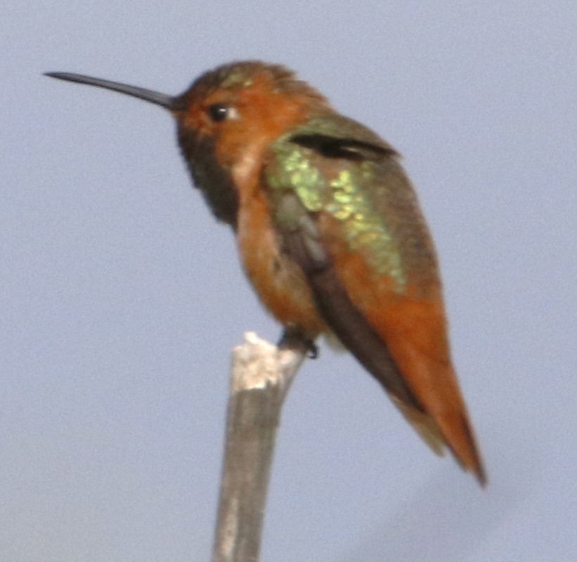 Allen's Hummingbird - Barry Spolter