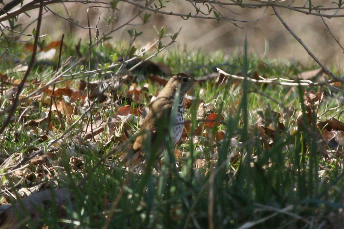 Hermit Thrush - Samrudh Nandagopal