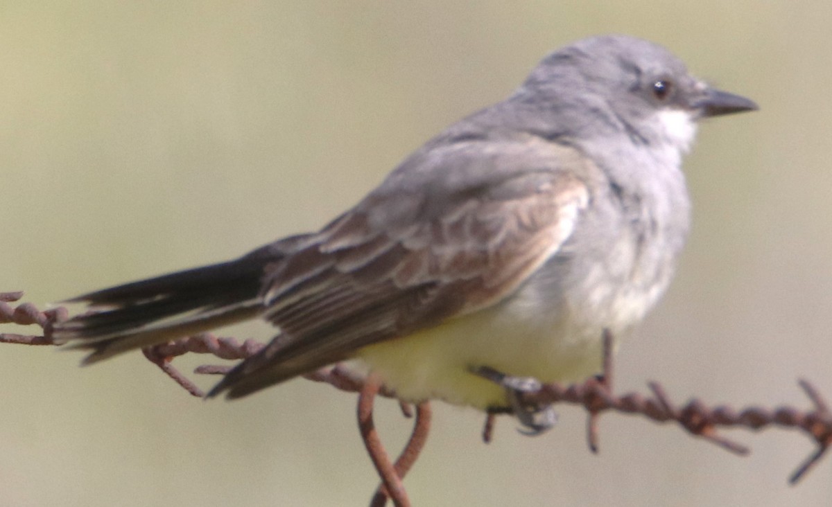 Cassin's Kingbird - Barry Spolter