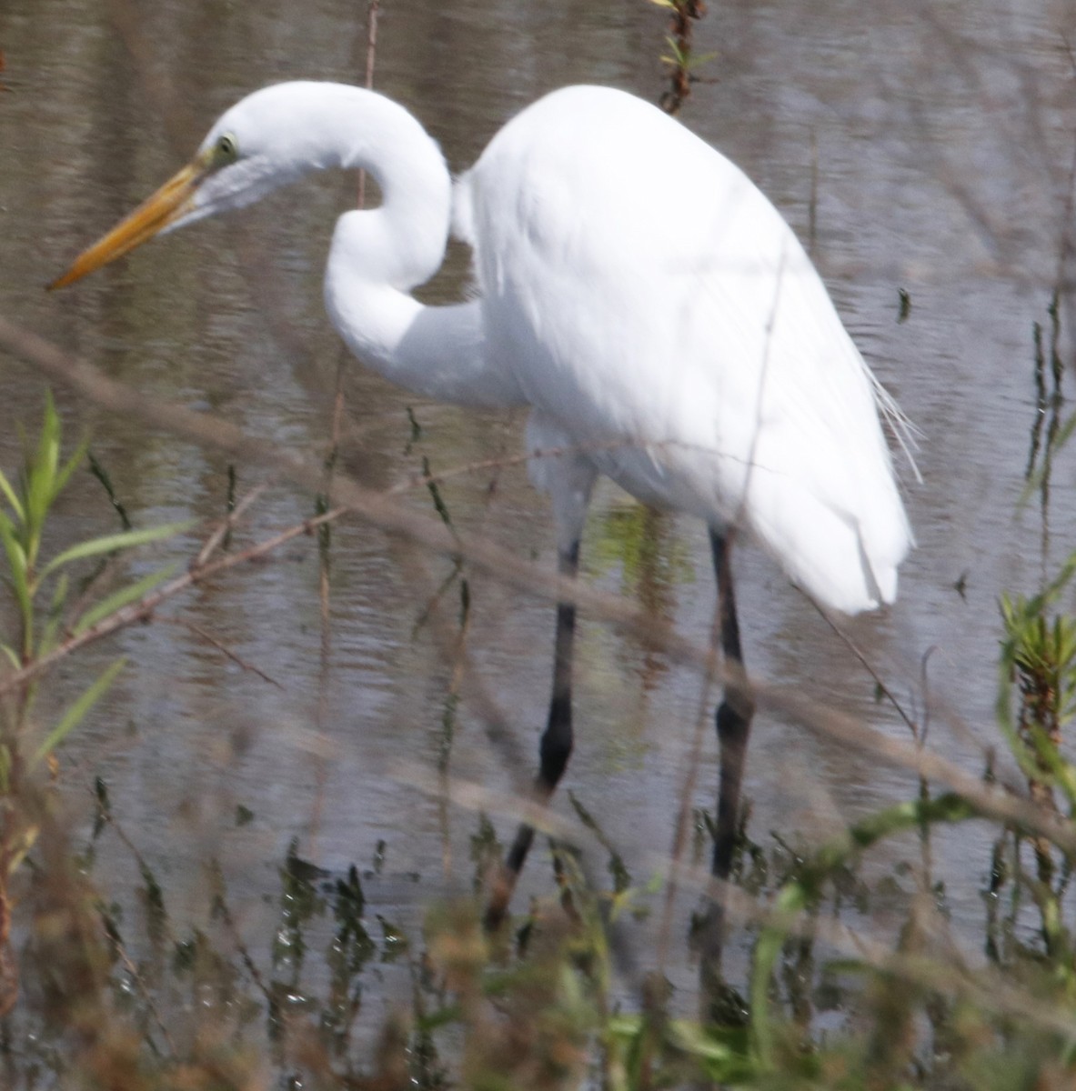 Great Egret - ML616752921