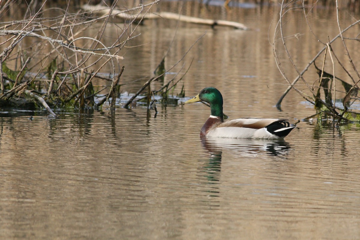 Mallard - ML616752942