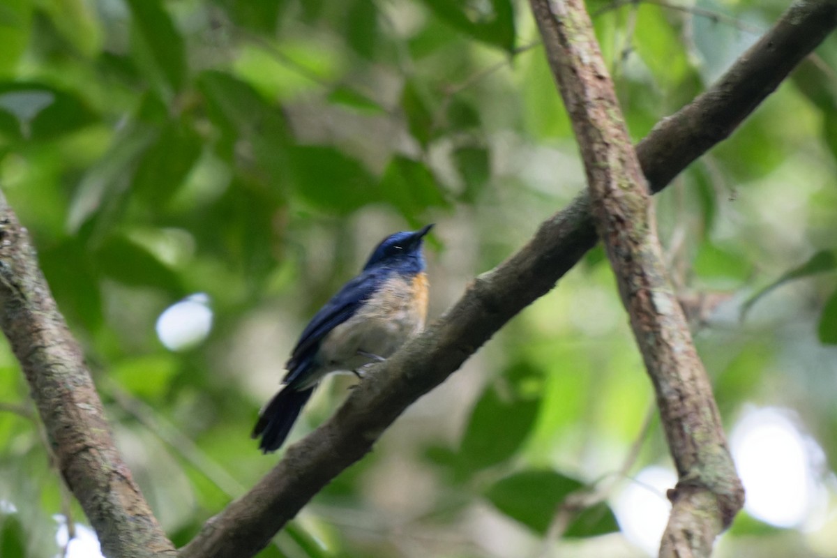 Malaysian Blue Flycatcher - Paul Passant