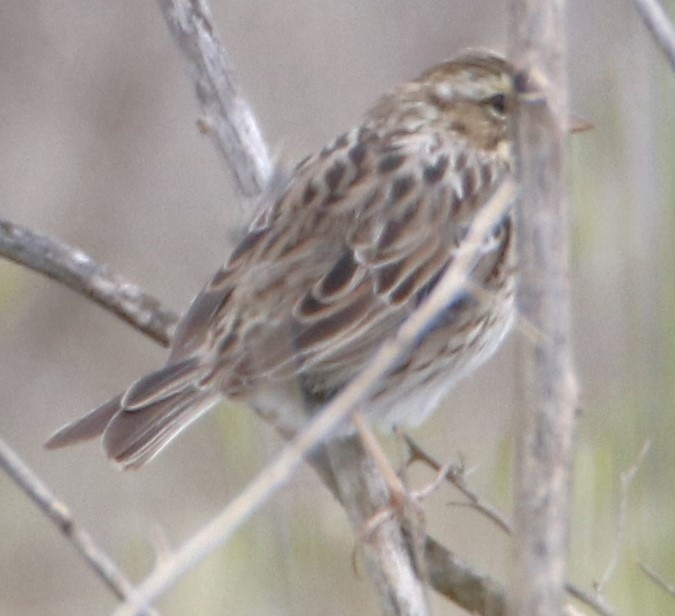 Savannah Sparrow - ML616752956