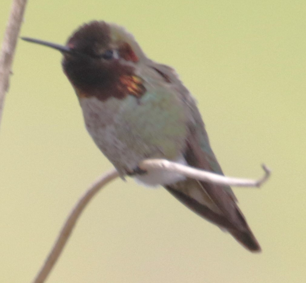 Anna's Hummingbird - ML616753005