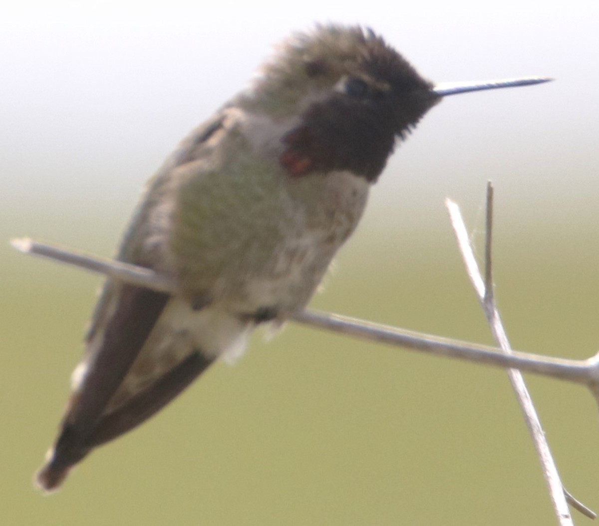 Anna's Hummingbird - ML616753006