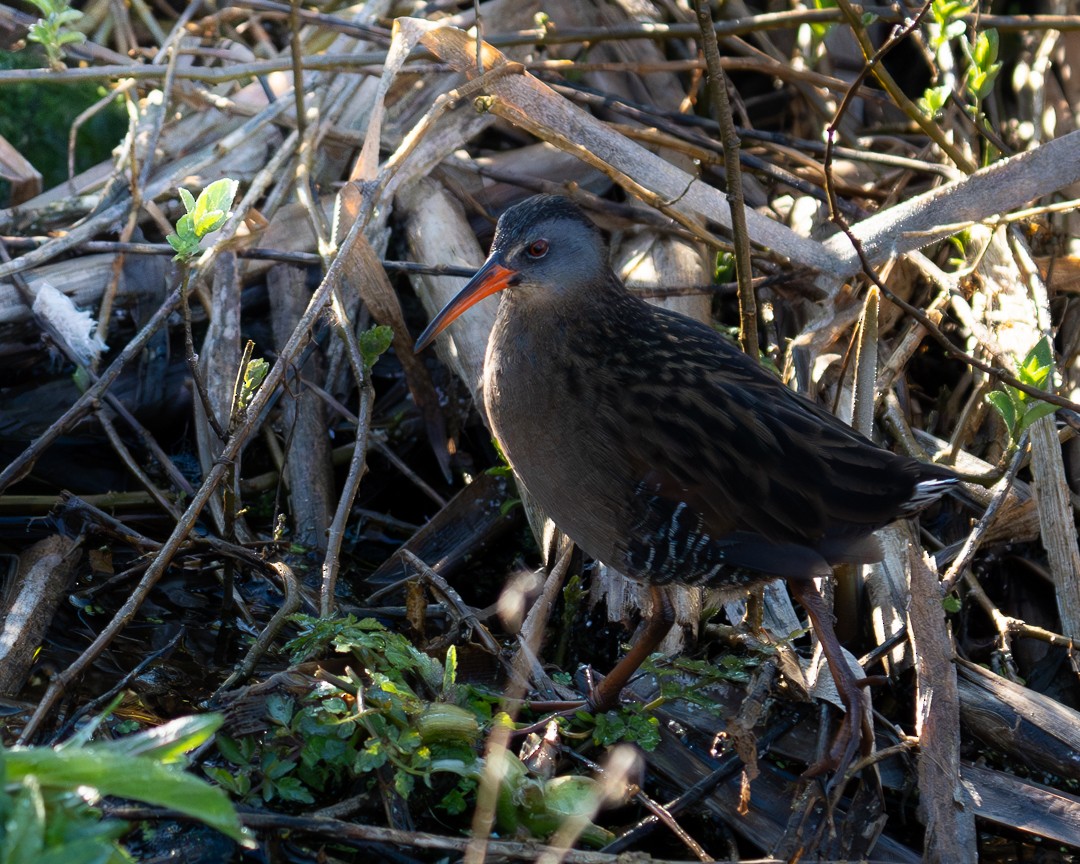 Virginia Rail - Steve Knapp