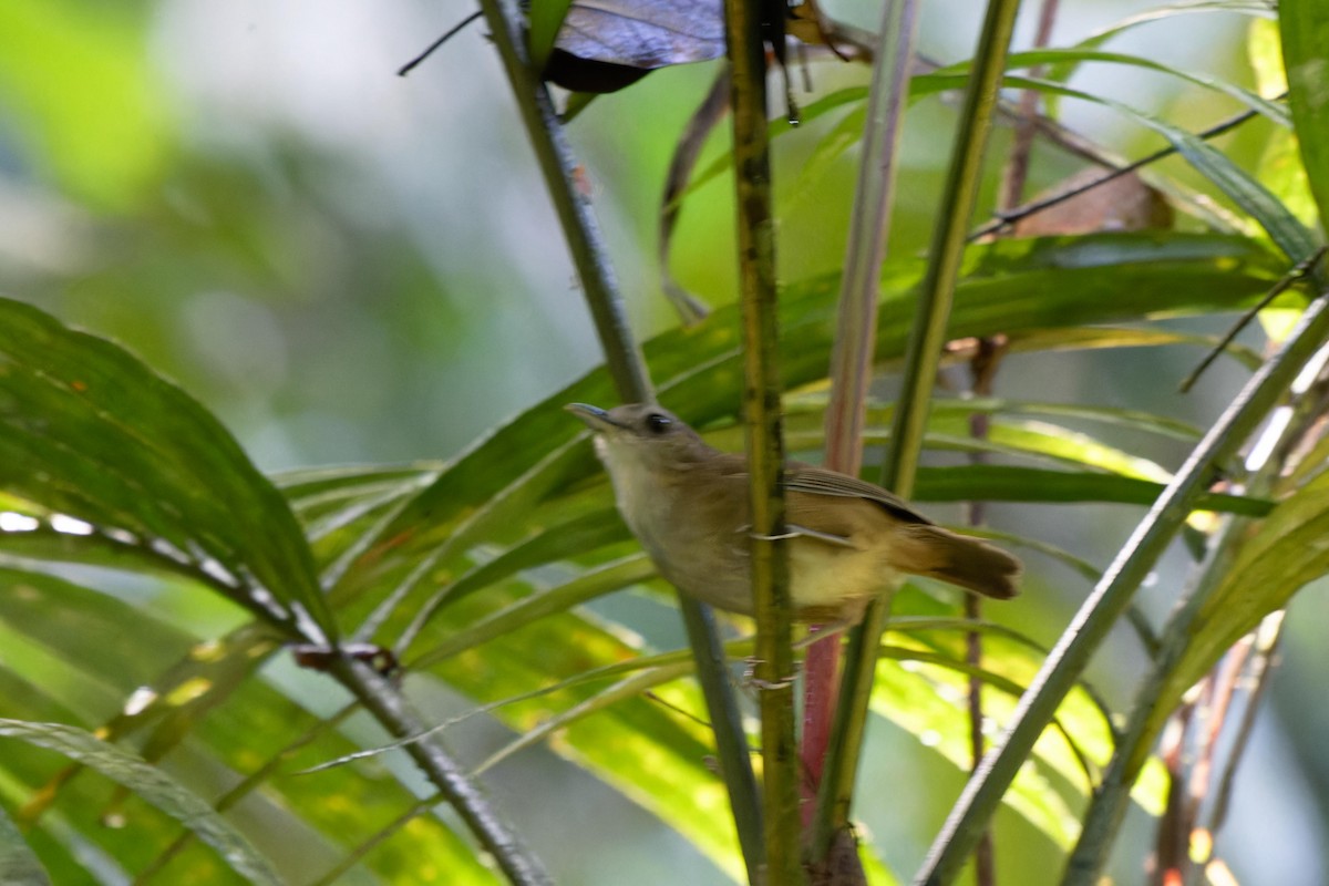 Horsfield's Babbler - Paul Passant