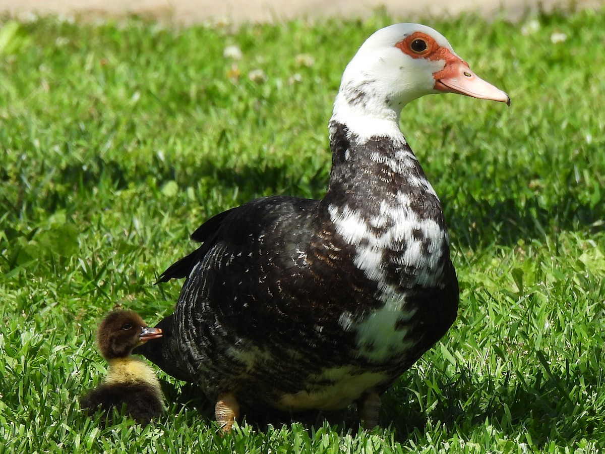 Muscovy Duck (Domestic type) - ML616753054