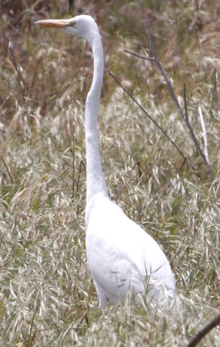 Great Egret - ML616753056