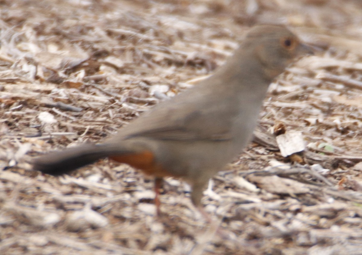 California Towhee - ML616753065