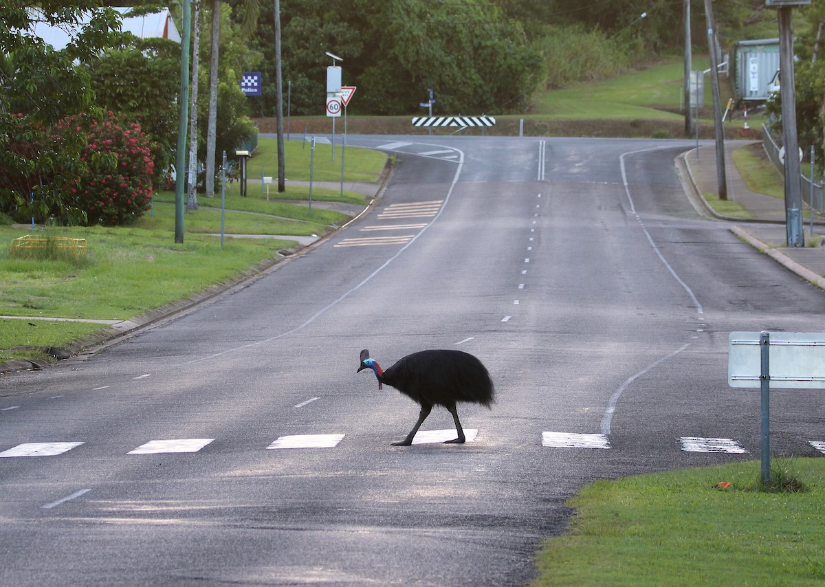 Southern Cassowary - ML616753112