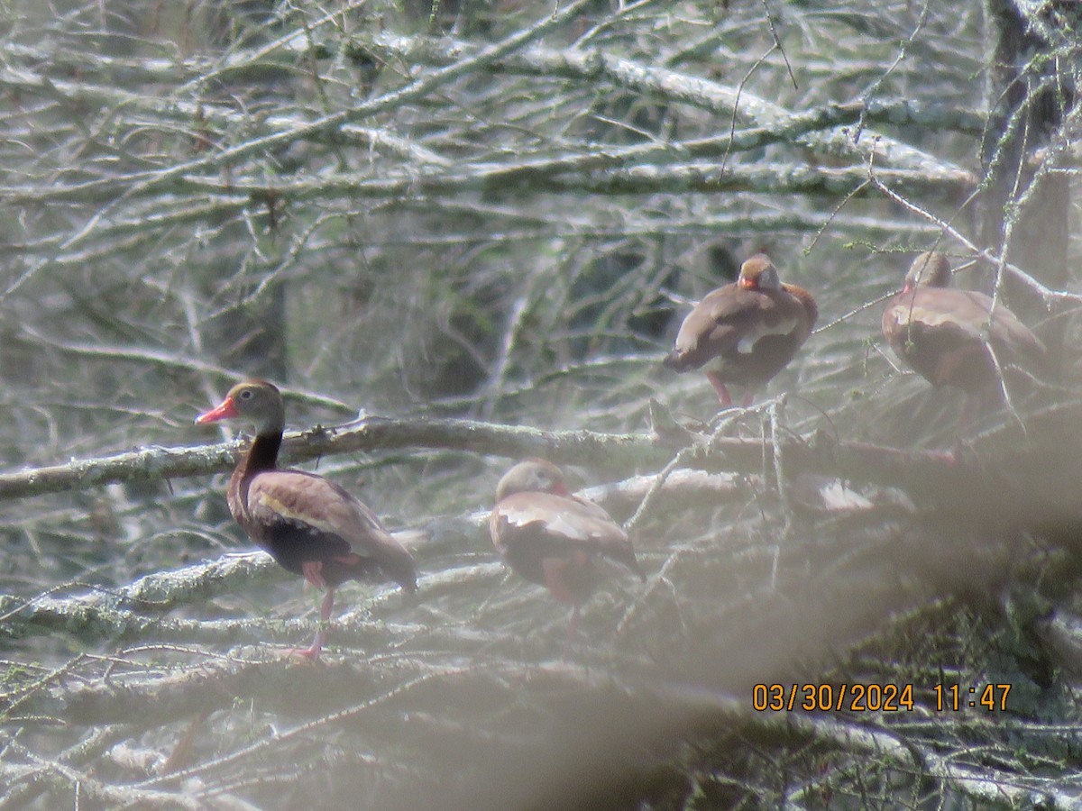 Black-bellied Whistling-Duck - Barb Schilling