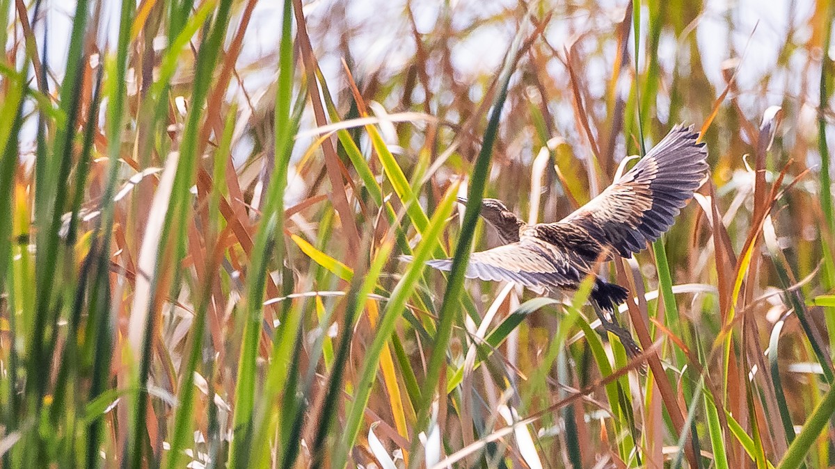 Black-backed Bittern - James Bennett