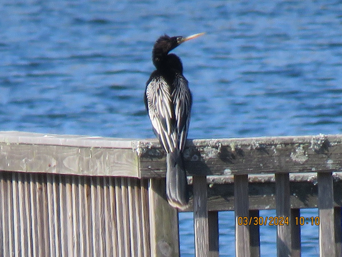 Amerika-Schlangenhalsvogel - ML616753140