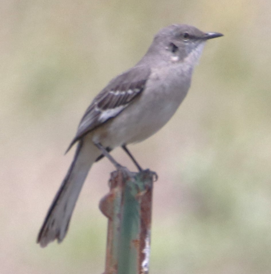 Northern Mockingbird - ML616753169