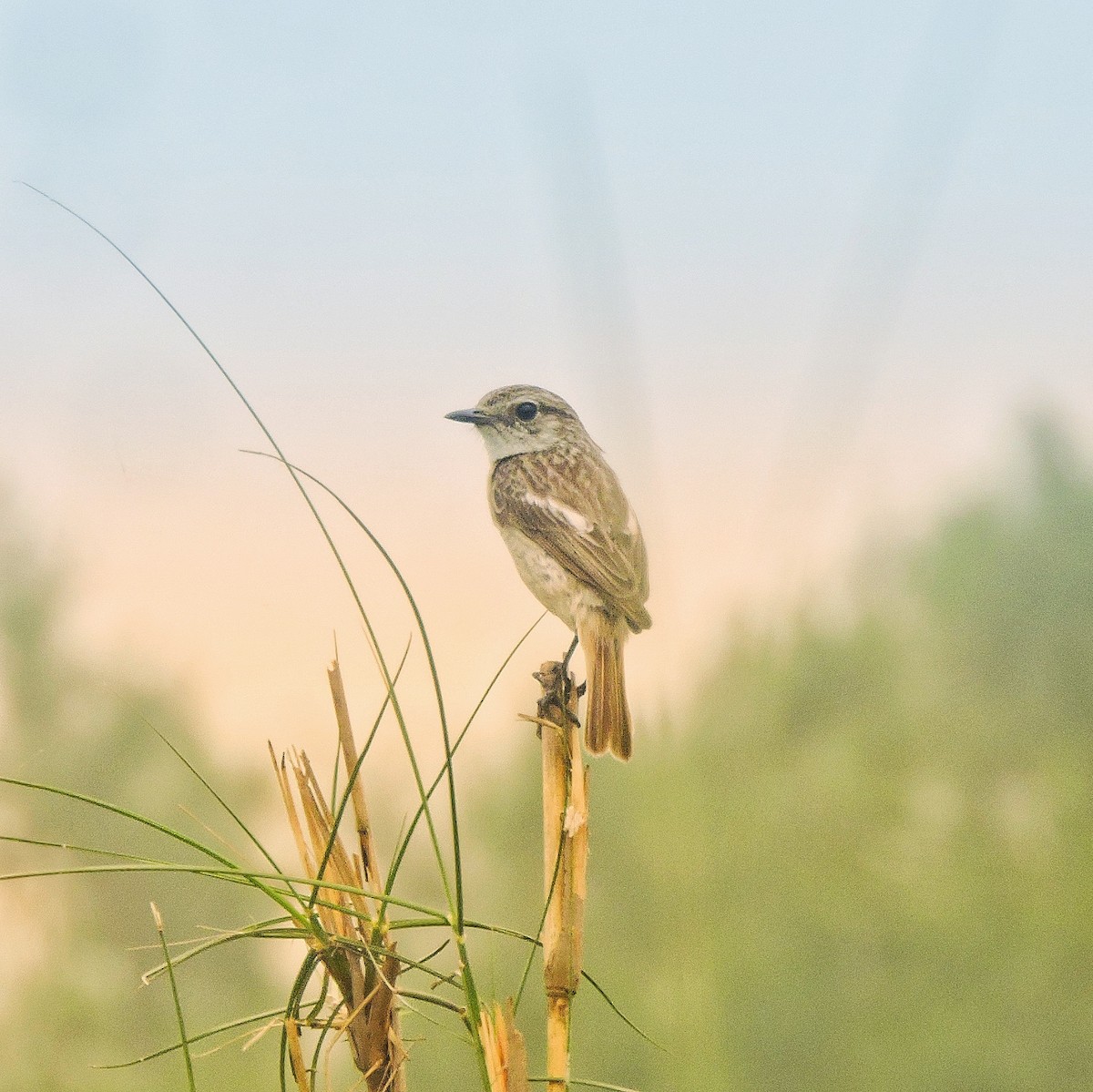 White-tailed Stonechat - ML616753173