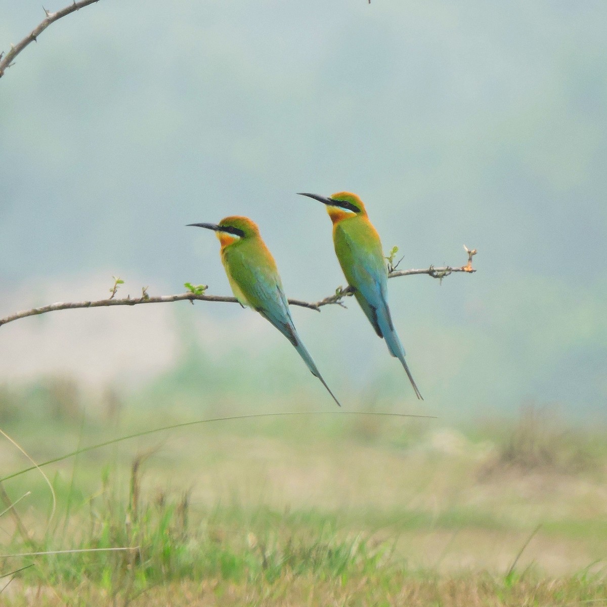 Blue-tailed Bee-eater - ML616753181