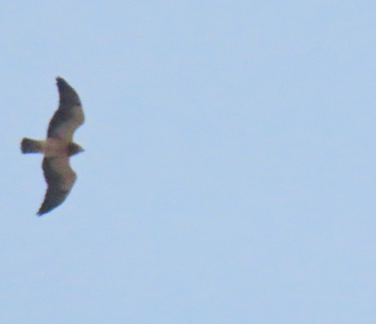 Swainson's Hawk - ML616753190
