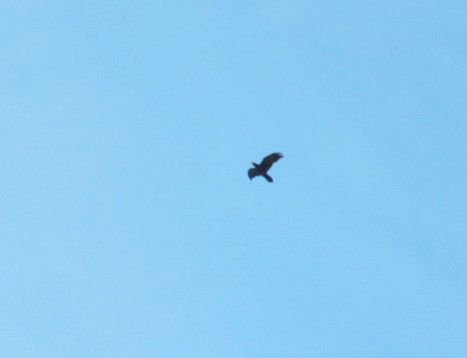 Common Raven - ML616753213