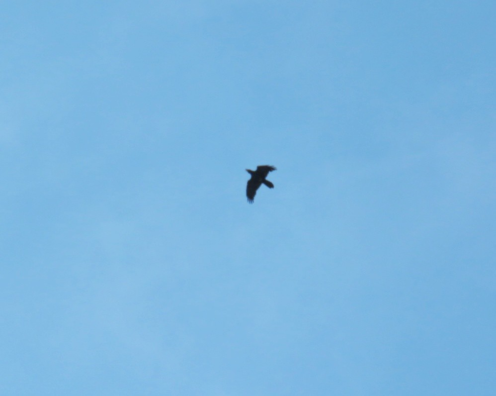 Common Raven - ML616753214