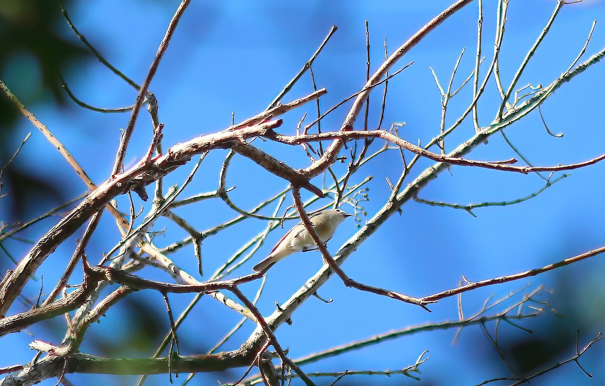 Lucy's Warbler - ML616753309