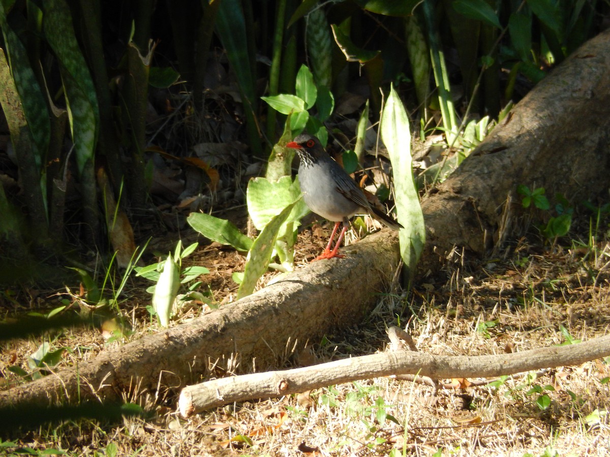 Red-legged Thrush (Antillean) - ML616753339