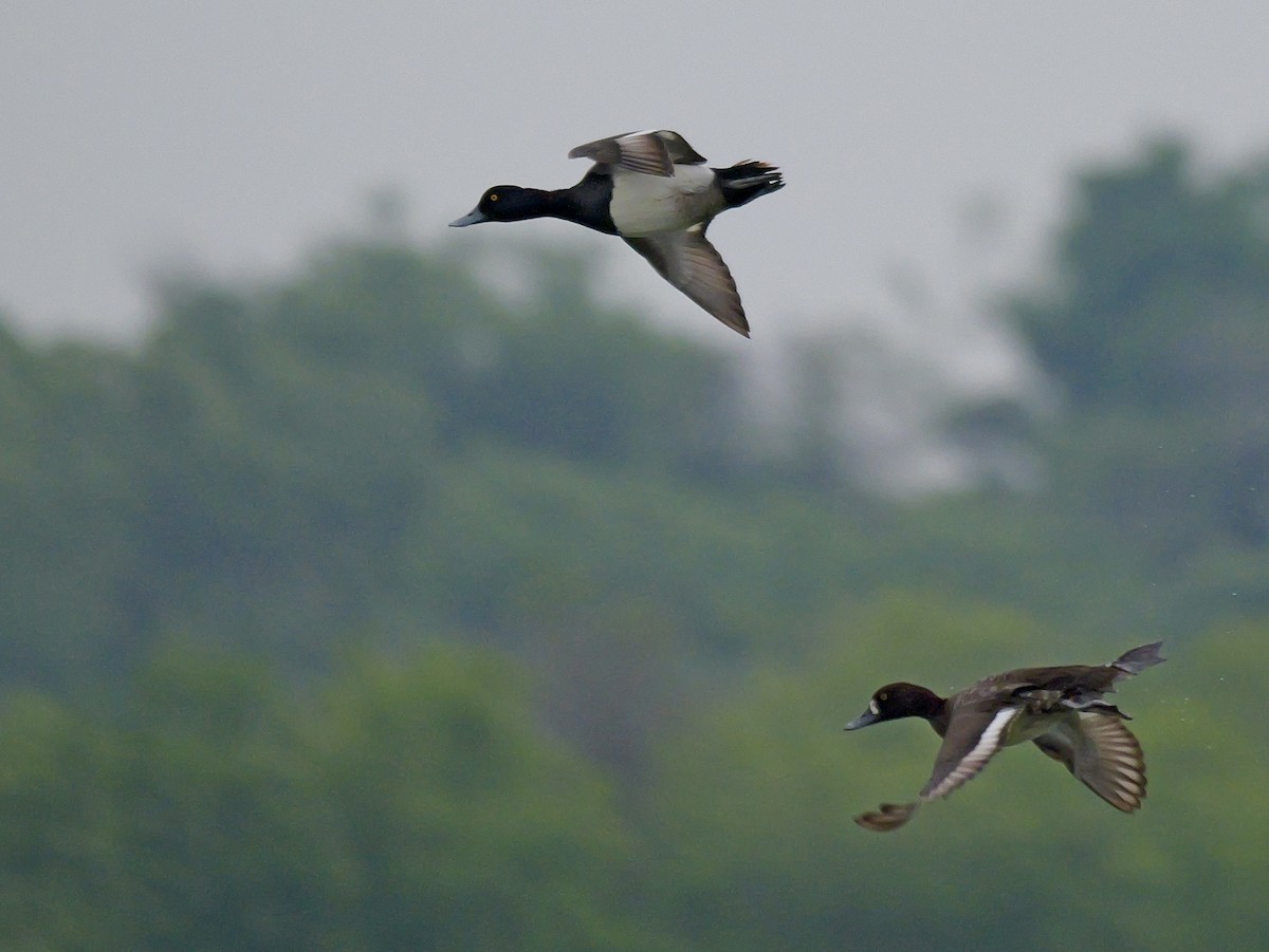 Lesser Scaup - Jeff Osborne