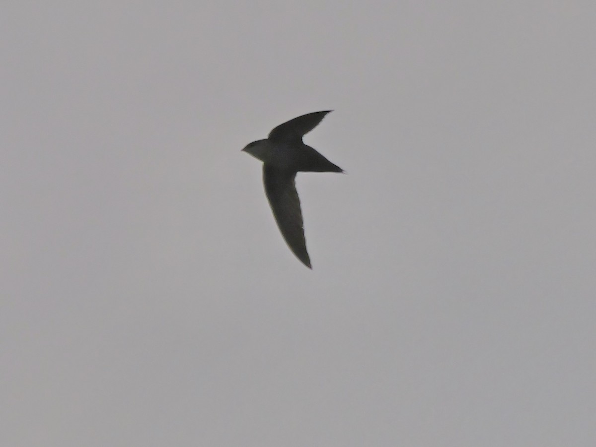 Chimney Swift - ML616753348