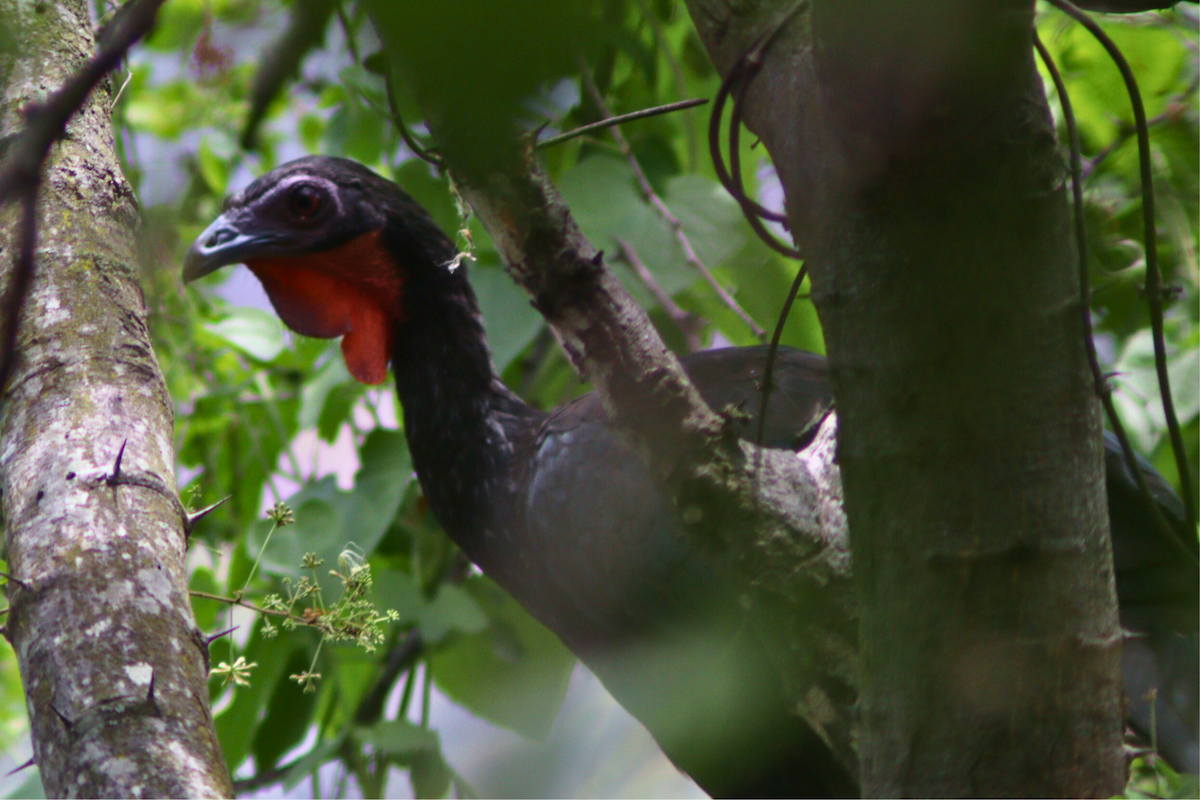 White-winged Guan - ML616753389