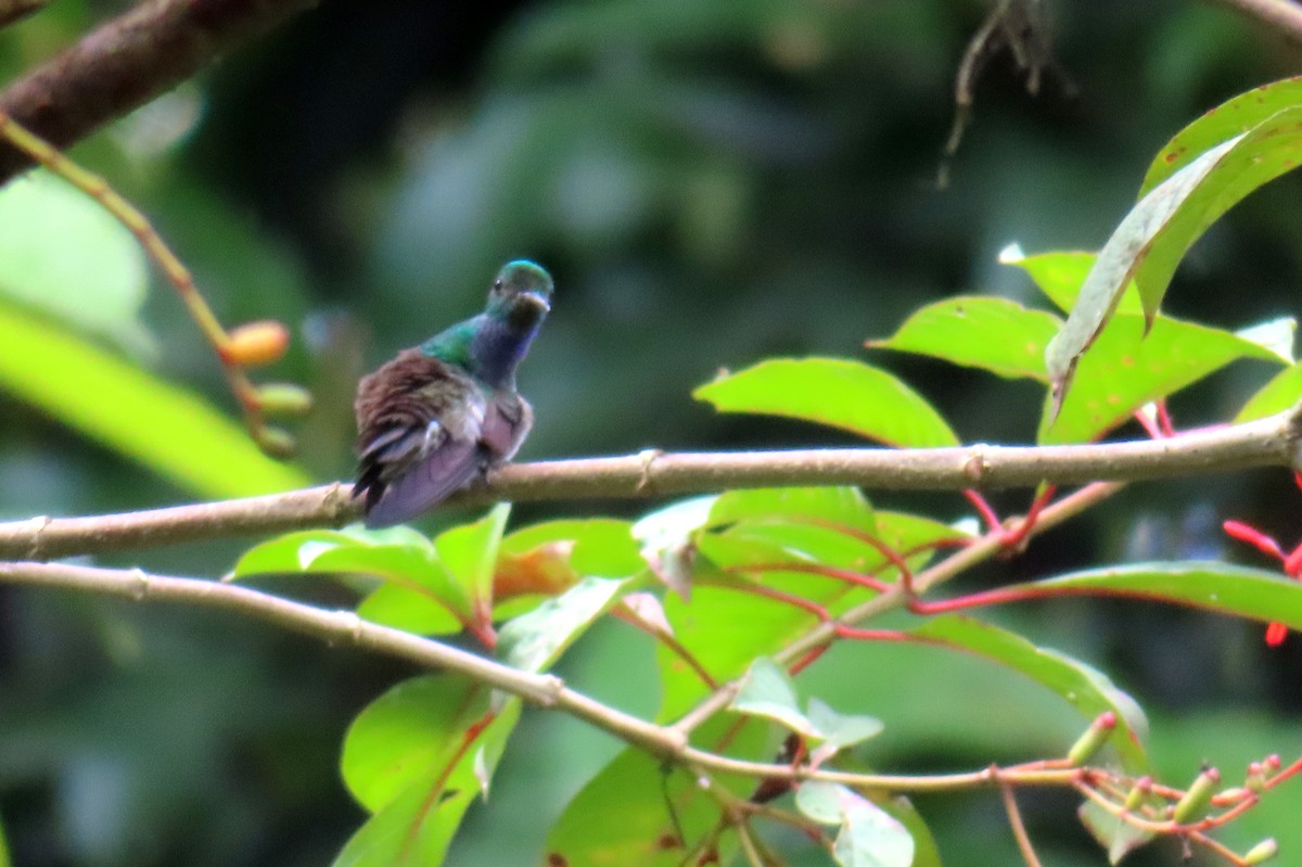 Blue-chested Hummingbird - ML616753450