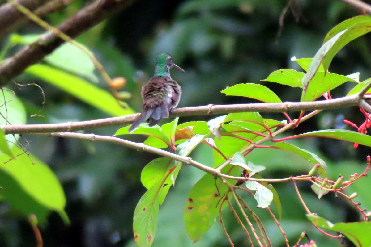 Blue-chested Hummingbird - ML616753452