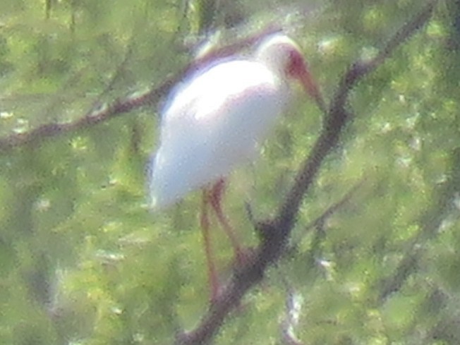 White Ibis - Barb Schilling