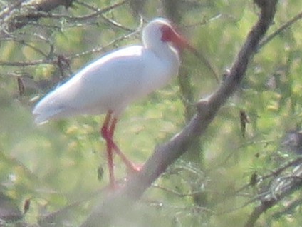 Ibis Blanco - ML616753465