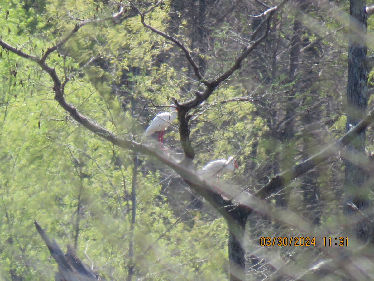 White Ibis - Barb Schilling