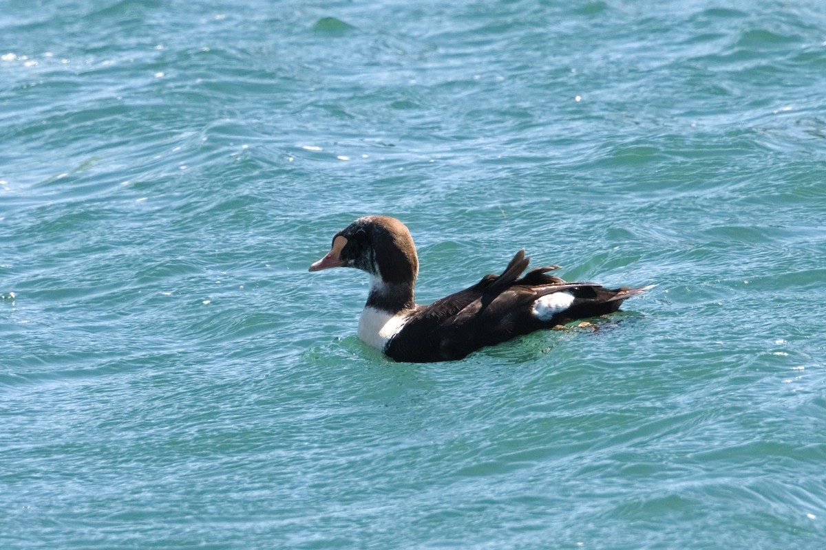 King Eider - Luis Agosto