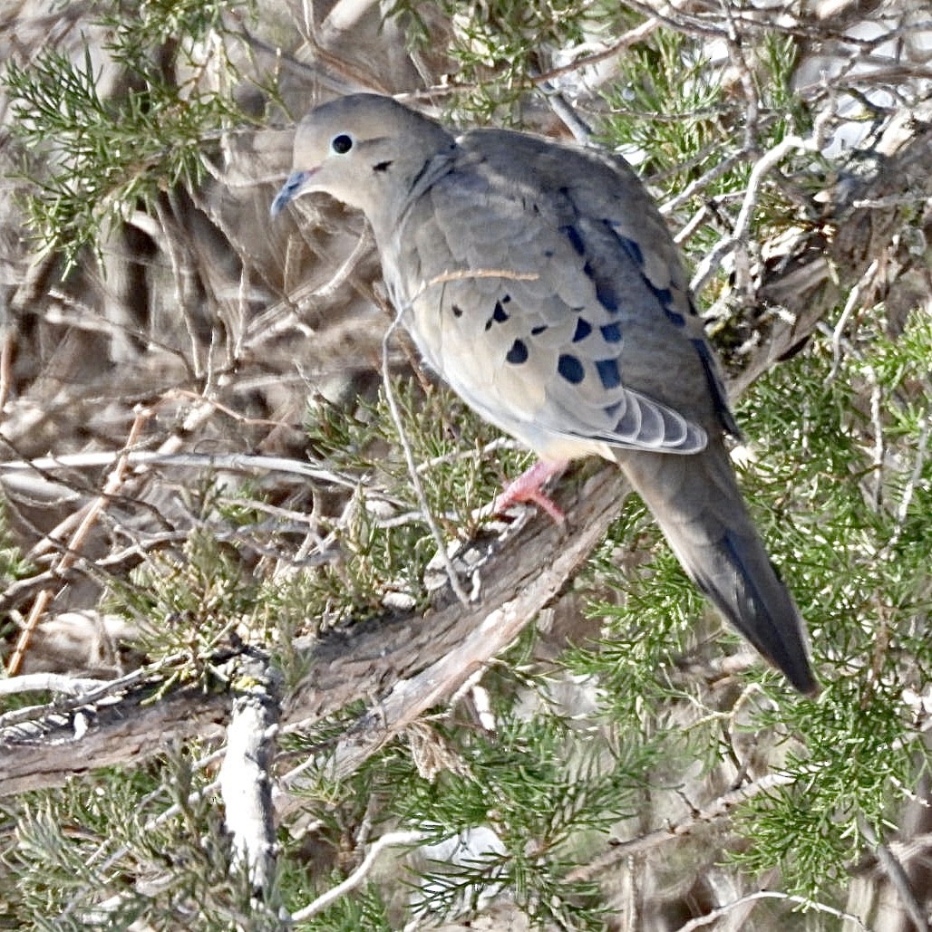 Mourning Dove - ML616753534