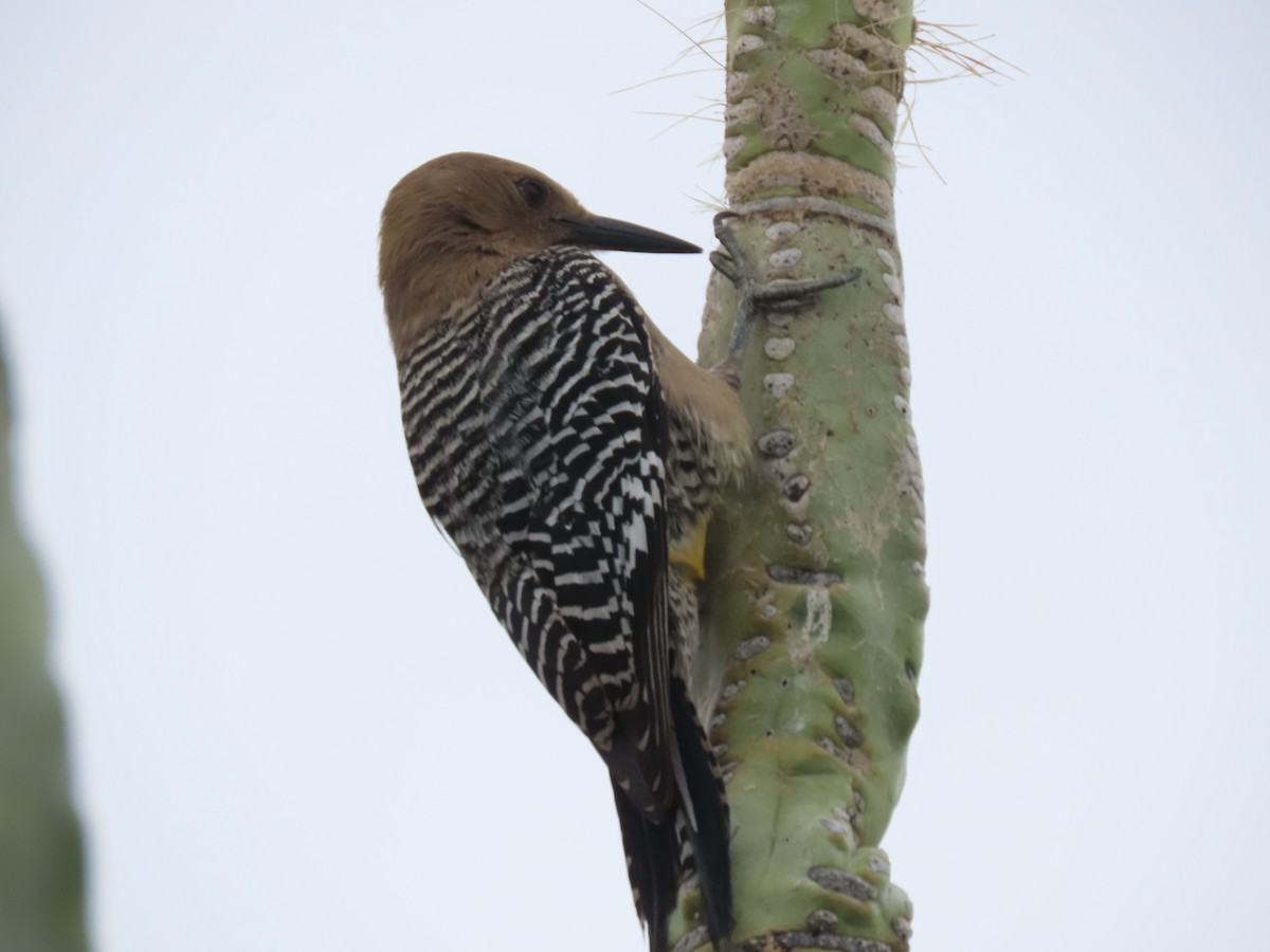 Gila Woodpecker - ML616753594