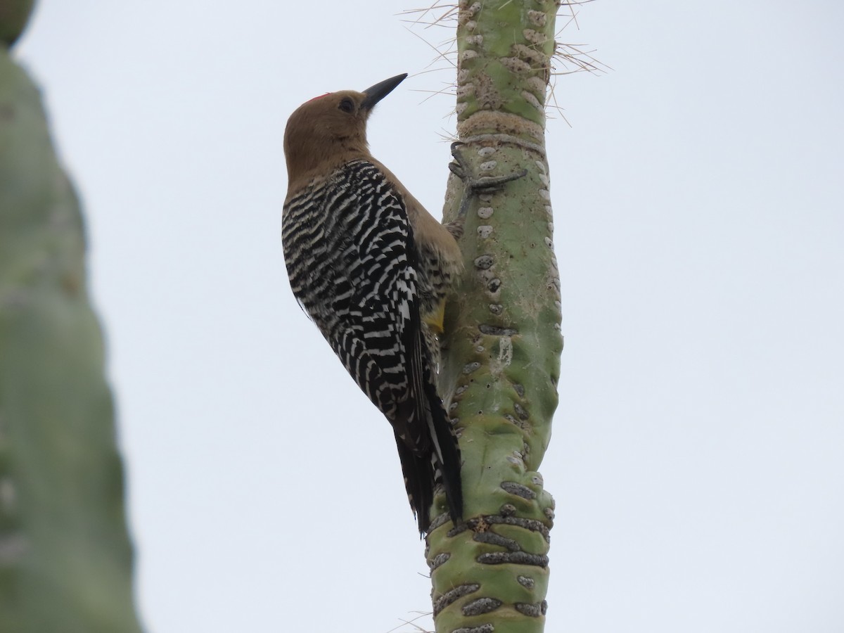 Gila Woodpecker - ML616753595