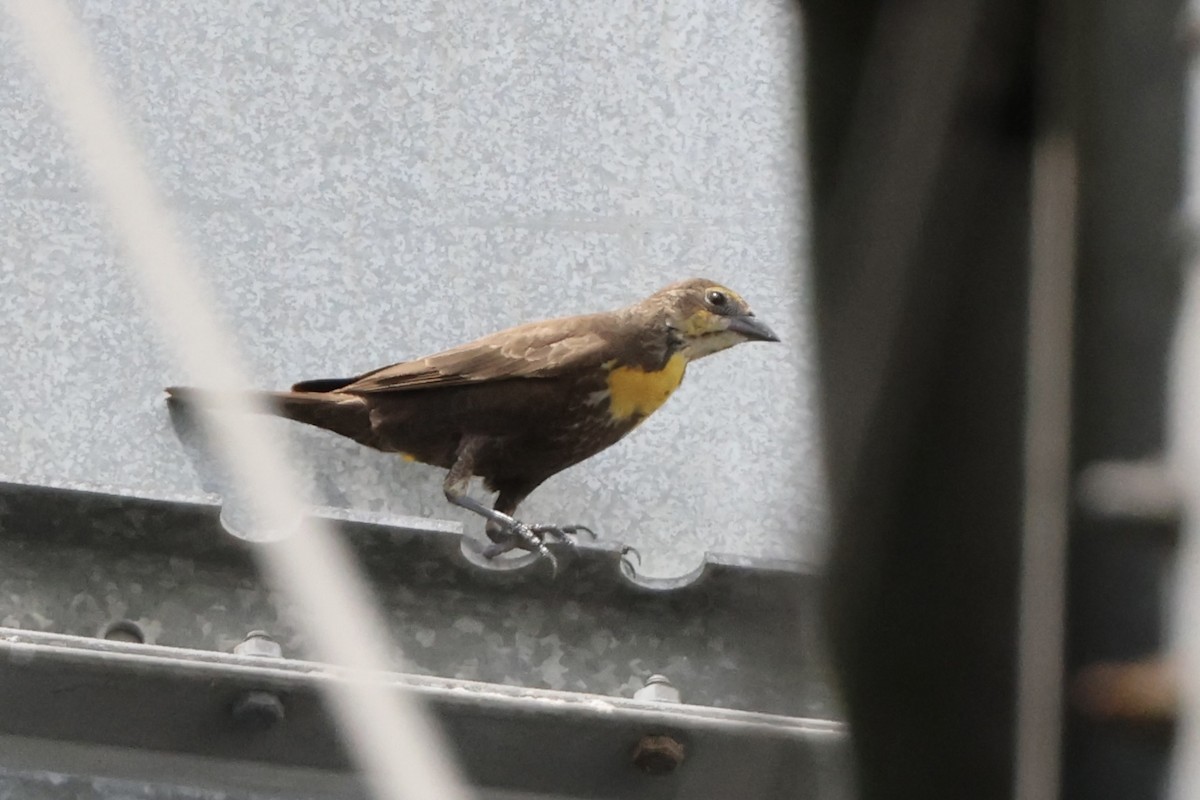 Yellow-headed Blackbird - ML616753629